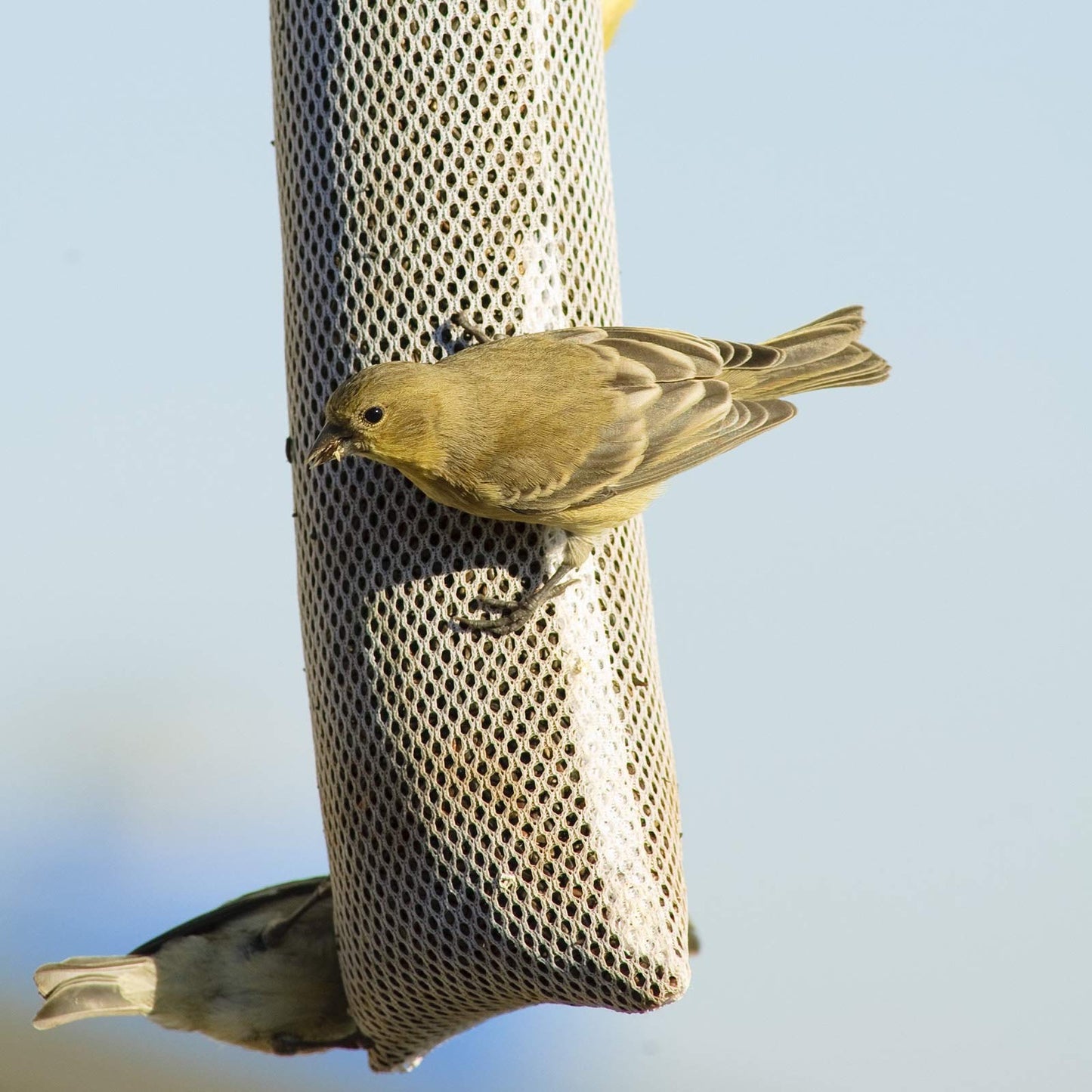 Shihanee 6 Pieces Finch Sock Feeder Bird Feeder Socks for Wild Bird Seed Sock