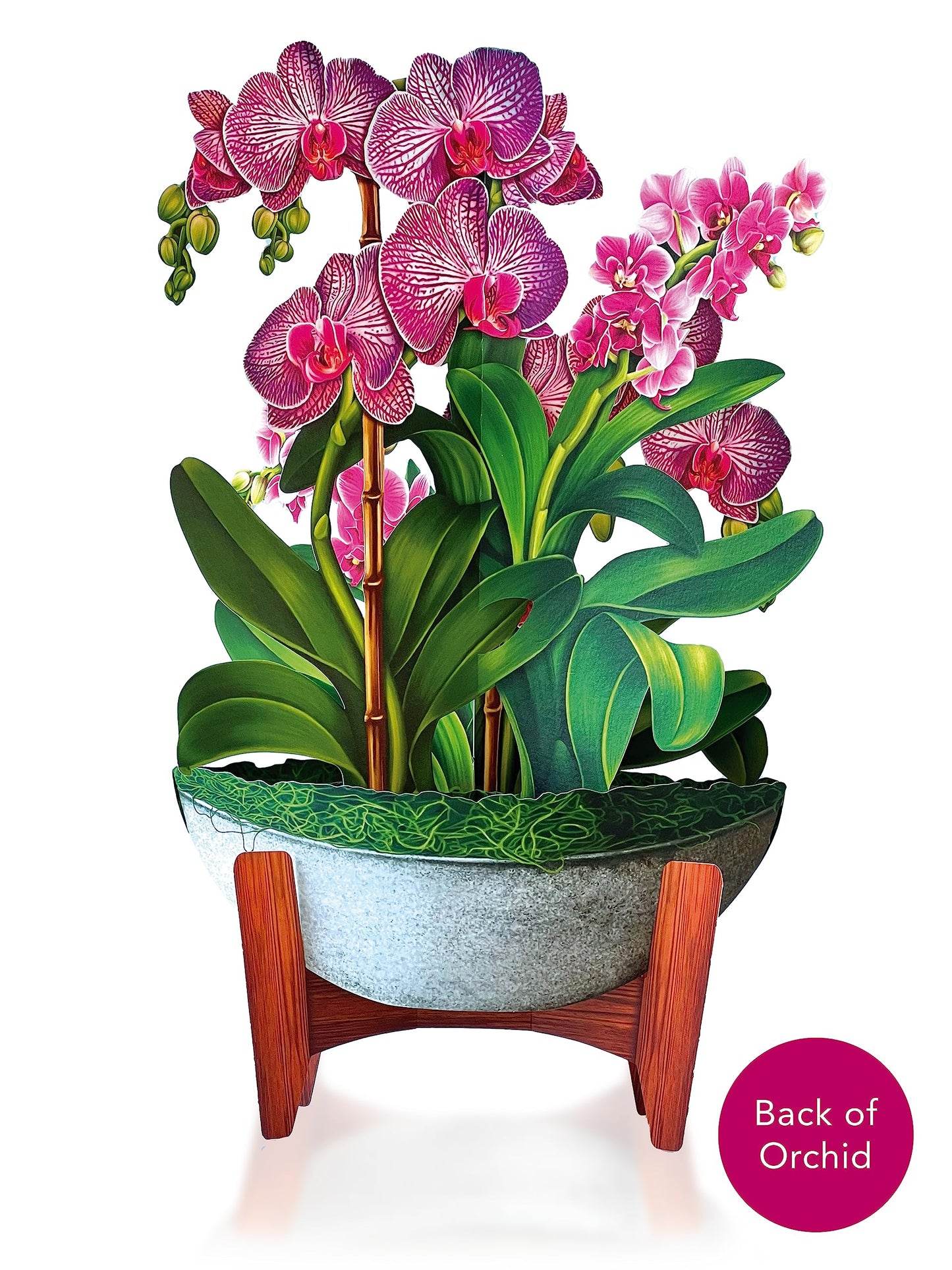 Freshcut Paper Pop Up Cards, 3D Popup Greeting Cards, 12 Inch Life Sized Forever